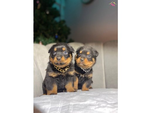 SAFKAN ORJİNAL ROTTWEILER YAVRULARI