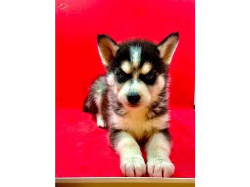 HARİKA GÜZELLİKTE HUSKY YAVRULARI