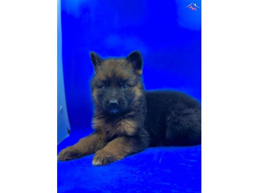 ETKİLEYİCİ GÜZELLİKTE SAFKAN ALMAN KURDU YAVRULARI