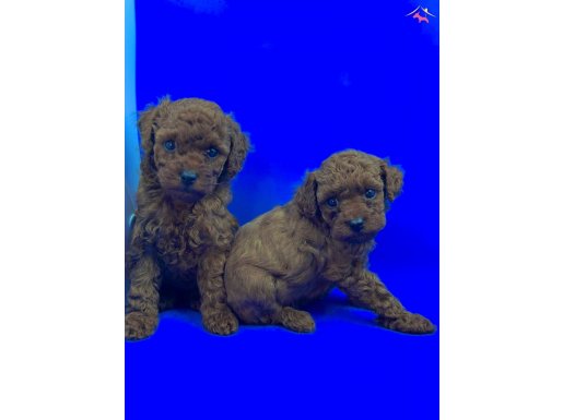 ÜST DÜZEY KALİTE MİKRO POODLE YAVRULARI