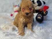 DİŞİ VE ERKEK SAFKAN TOY POODLE BEBEKLER