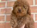 A KALİTE SAFKAN RED TOY POODLE ERKEK 