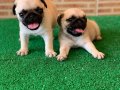 A KALİTE ORJİNAL PUG MOPS YAVRULARI 