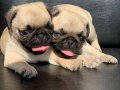 GÜL KUYRUK BASIK BURUN ORJİNAL DİŞİ VE ERKEK PUG