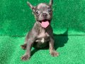 BLUE ERKEK SAFKAN FRENCH BULLDOG