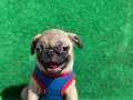 ERKEK ORJİNAL PUG MOPS YAVRULARI