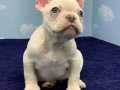 PLATİNUM ERKEK FRENCH BULLDOG