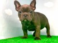 MUHTEŞEM GÜZELLİKTE BLUE FRENCH BULLDOG