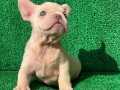 EN MÜKEMMEL PLATİN FRENCH BULLDOG YAVRULARI