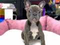 ÜST DÜZEY ANATOMİ BLUE FRENCH BULLDOG 