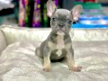 LİLAK TAN ERKEK FRENCH BULLDOG 