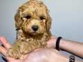 SAFKAN ORJİNAL TOY POODLE YAVRULARIMIZ