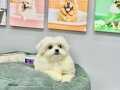 ORJİNAL TEACUP KORE MALTESE DİŞİ