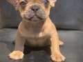 CREAM FAWN RENGİ HARİKA ANATOMİK YAPIDA FRENCH BULLDOG ERKEK