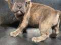 TİGER DESEN BLUE BRİNDLE ERKEK FRENCH BULLDOG
