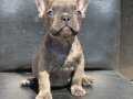 EGZOTİK FRENCH BULLDOG IRKININ KRALI BLUE ERKEK