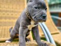 ORJİNAL ETKİLEYİCİ GÜZELLİKTE CANE CORSO YAVRU