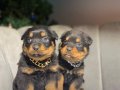 SAFKAN ORJİNAL ROTTWEILER YAVRULARI