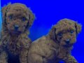 ÜST DÜZEY KALİTE MİKRO POODLE YAVRULARI