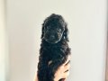 KENDİ KÖPEĞİMİN YAVRULARI DİŞİ VE ERKEK TOY POODLE