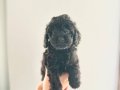KENDİ KÖPEĞİMİN YAVRULARI DİŞİ VE ERKEK TOY POODLE