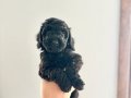 KENDİ KÖPEĞİMİN YAVRULARI DİŞİ VE ERKEK TOY POODLE