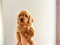 KENDİ KÖPEĞİMİN YAVRULARI TOY POODLE