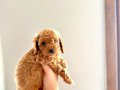 KENDİ KÖPEĞİMİN YAVRULARI TOY POODLE