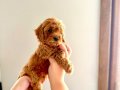 KENDİ KÖPEĞİMİN YAVRULARI TOY POODLE