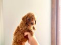 KENDİ KÖPEĞİMİN YAVRULARI TOY POODLE