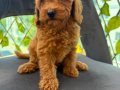 SON YAVRULAR DİŞİ VE ERKEK TOY POODLE