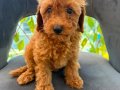 SON YAVRULAR DİŞİ VE ERKEK TOY POODLE