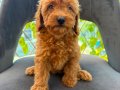 SON YAVRULAR DİŞİ VE ERKEK TOY POODLE
