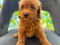 SON YAVRULAR DİŞİ VE ERKEK TOY POODLE