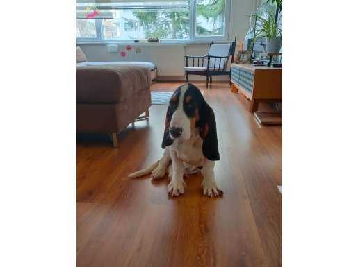 Mükemmel Basset Hound Yavru