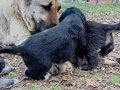 Siyah Maskeli  Kangal Yavruları