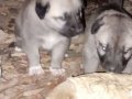 Siyah Maskeli  Kangal Yavruları