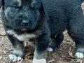 Siyah Maskeli  Kangal Yavruları