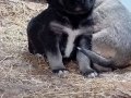Siyah Maskeli  Kangal Yavruları
