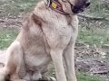 Siyah Maskeli  Kangal Yavruları