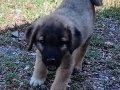 Safkan kangal yavruları yurt içi yurt dışı gönderim vardır 