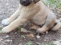 Safkan kangal yavruları yurt içi yurt dışı gönderim vardır 