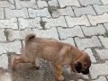 Safkan kangal yavruları yurt içi yurt dışı gönderim vardır 