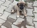 Safkan kangal yavruları yurt içi yurt dışı gönderim vardır 