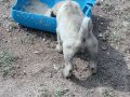 Safkan kangal yavruları yurt içi yurt dışı gönderim vardır 