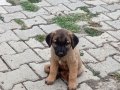 Safkan kangal yavruları yurt içi yurt dışı gönderim vardır 