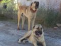 Safkan kangal yavruları yurt içi yurt dışı gönderim vardır 