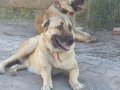 Safkan kangal yavruları yurt içi yurt dışı gönderim vardır 