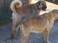Safkan kangal yavruları yurt içi yurt dışı gönderim vardır 