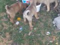Safkan kangal yavruları yurt içi yurt dışı gönderim vardır 
